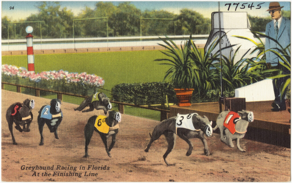 1930s poster advertising greyhound racing in Florida 