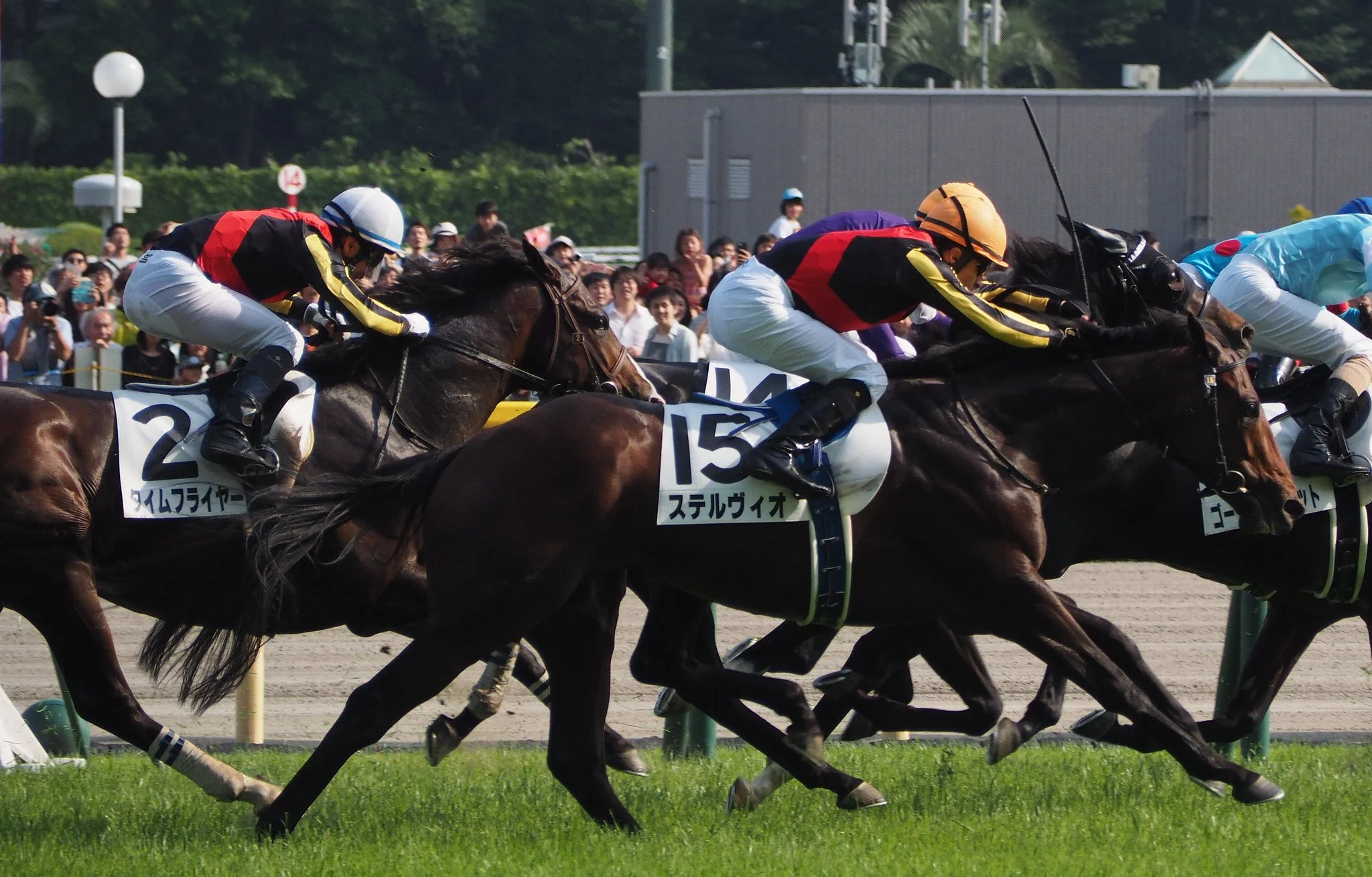 Bet on Japanese horse racing with MyWinners at Tokyo Racecourse