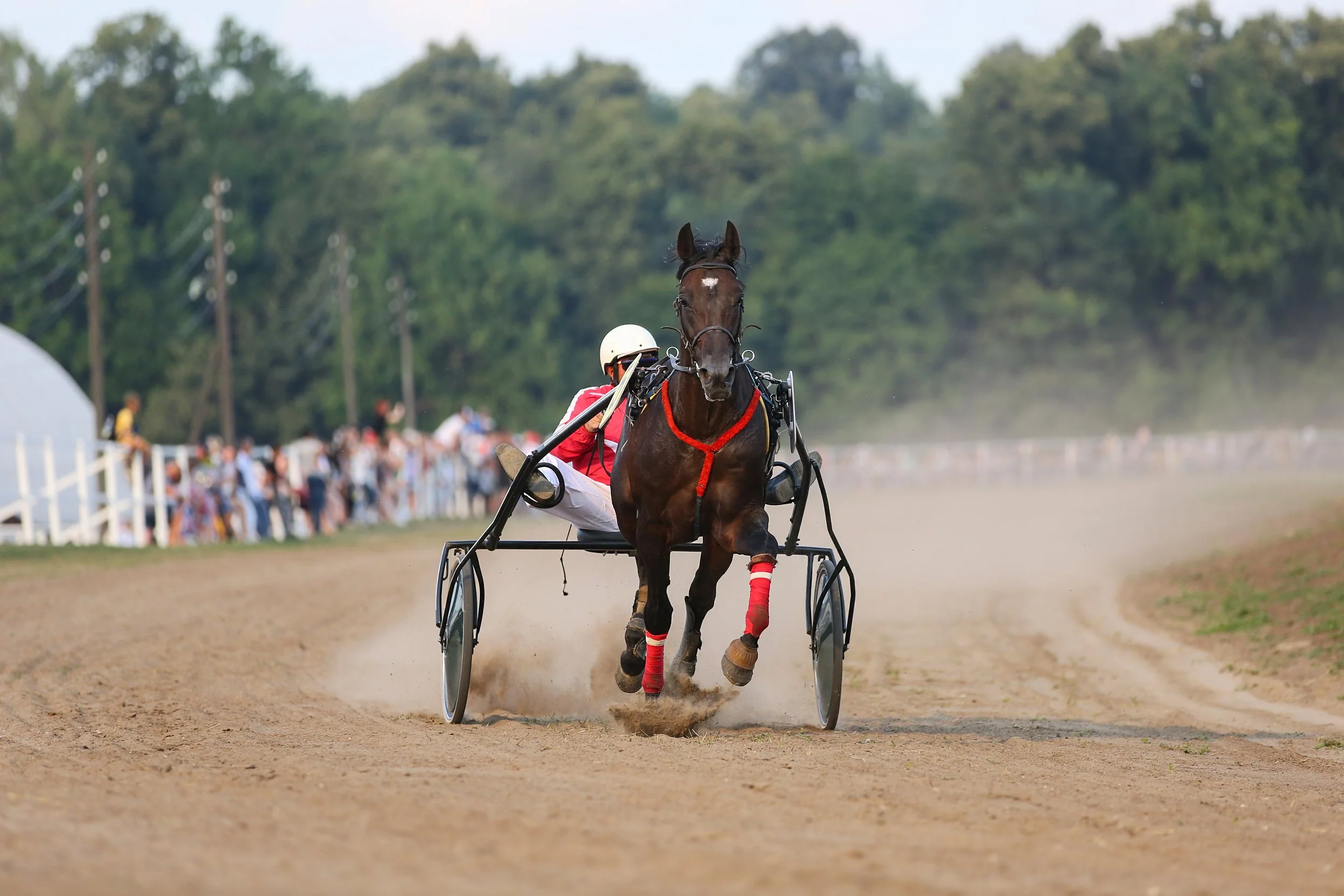 Harness racing driver and pacer crossing the finish line at night with the MyWinners logo overlay.
