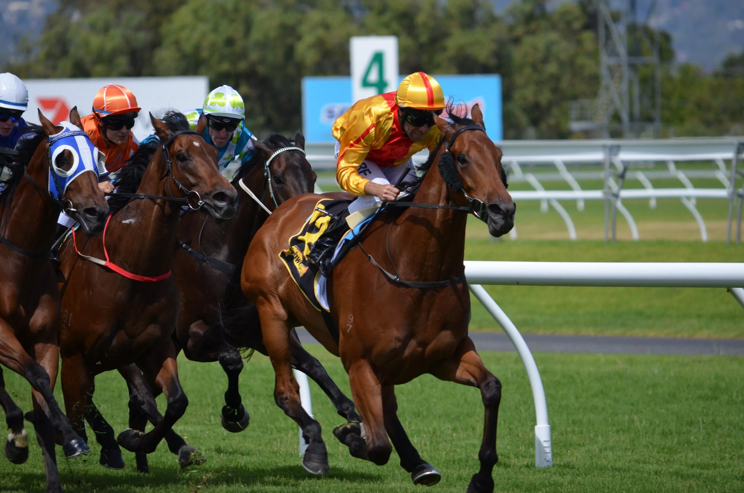 A racehorse wearing blinkers, one of the most common horse racing equipment abbreviations seen on racecards.