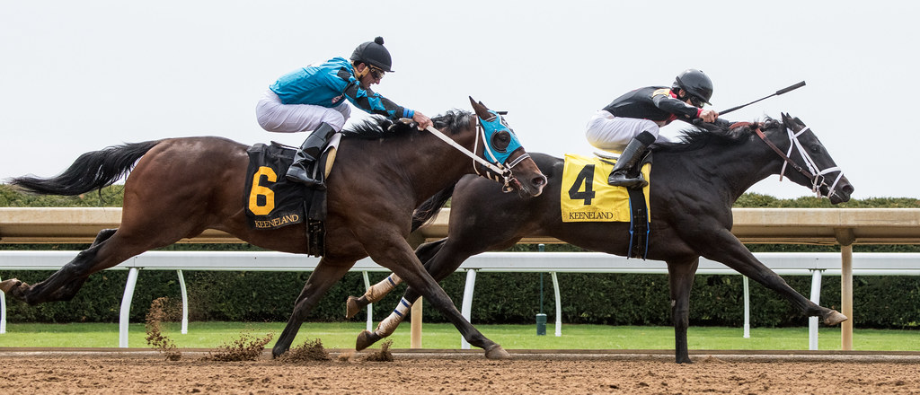 Turf racing at Keeneland race track, where the course runs as the Haggin Course or the Keeneland Course depending on the rail.