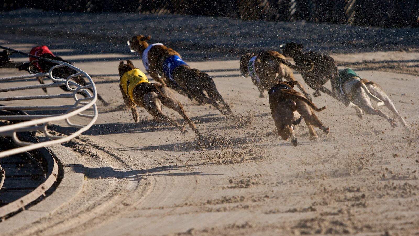 Australian greyhound racing field of eight leaving the boxes at a Melbourne track.