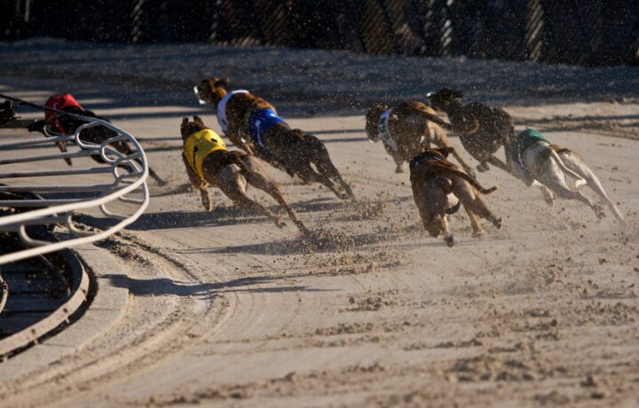 Australian greyhound racing field of eight leaving the boxes at a Melbourne track.