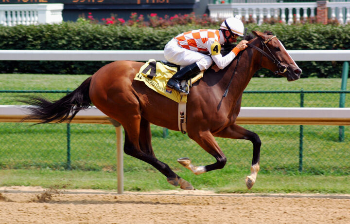 Horses racing at the new Belmont Park as fans bet on horse racing in New York with MyWinners