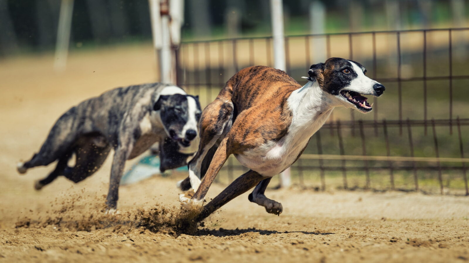 Retired greyhound with its new owner, part of greyhound racing welfare and rehoming