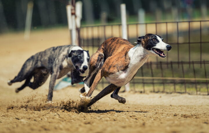 Retired greyhound with its new owner, part of greyhound racing welfare and rehoming