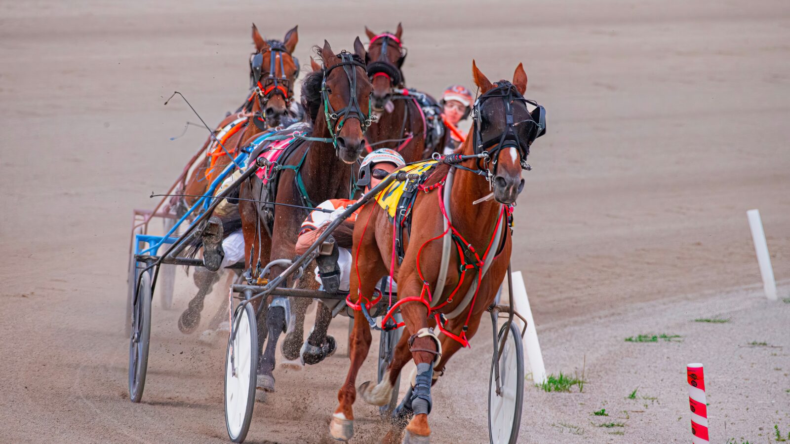 arness horses racing at Vernon Downs ahead of the Big Apple Finals