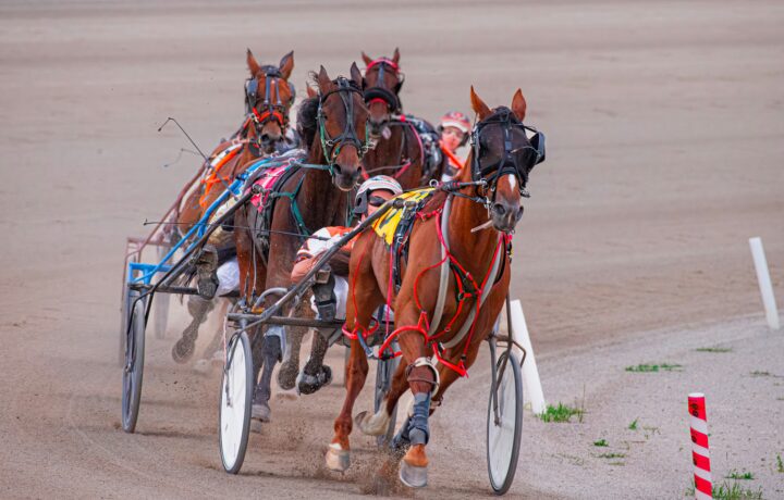 arness horses racing at Vernon Downs ahead of the Big Apple Finals
